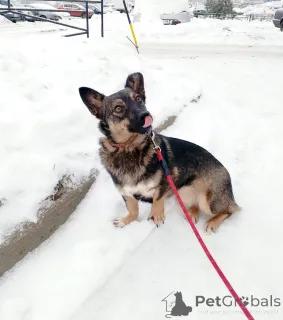 Дополнительные фото: Совсем маленькая собачка, 7 кг
