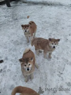 Фото №2 к объявлению №167677 о продаже американскую акиту - купить в Германии частное объявление, заводчик