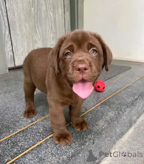 Фото №2 к объявлению №162689 о продаже  - купить в США 