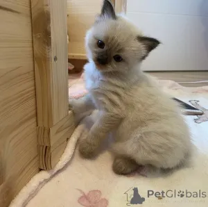 Дополнительные фото: Ragdoll Kitten