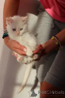 Дополнительные фото: Очаровательные котята ищут любящих хозяев