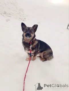 Фото №4. Продажа беспородную в Санкт-Петербурге частное объявление - цена Бесплатно