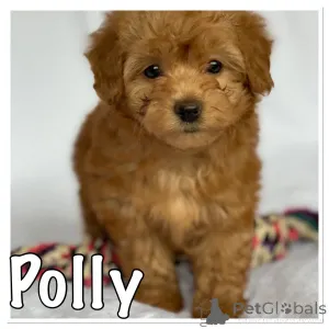 Фото №4. Продажа гаванского бишона в Wevelgem частное объявление, заводчик - цена 46384₽