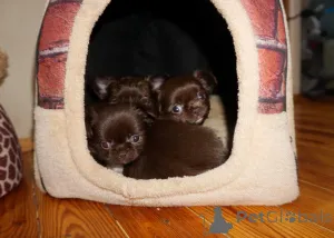 Дополнительные фото: Шоколадные девочки г/ш , девочка д/ш, и мальчики пушистые шоколадные и