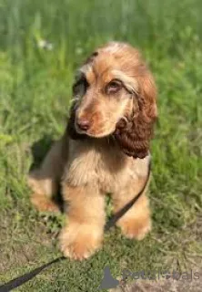 Фото №3. Английский кокер-спаниель Welpen zu verkaufen.  Германия