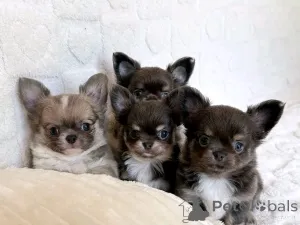 Фото №1. чихуахуа - купить в Ад за договорная. Объявление №165366