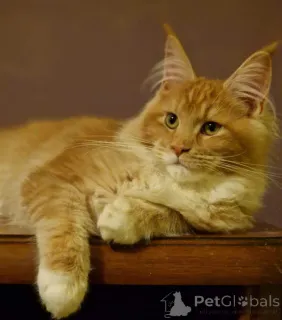 Фото №2 к объявлению №158077 о продаже мейн-кун - купить в США частное объявление