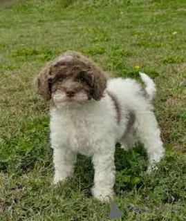 Фото №3. Продаются щенки кавапу.  Великобритания