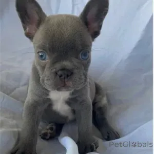 Дополнительные фото: Французский бульдог с потрясающими кристально-голубыми глазами, и да, они