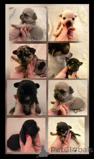 Фото №2 к объявлению №163892 о продаже чихуахуа - купить в Сербии заводчик