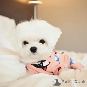 Фото №3. Продаются милые очаровательные щенки мальтийской болонки. Свяжитесь с WhatsApp.  Финляндия