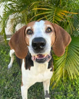 Фото №1. оттерхаунд - купить в Ужин за 44934₽. Объявление №159191