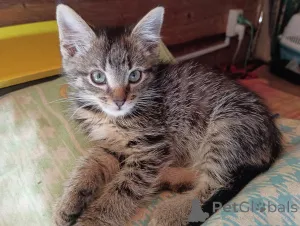 Фото №3. Котята в добрые руки. Россия