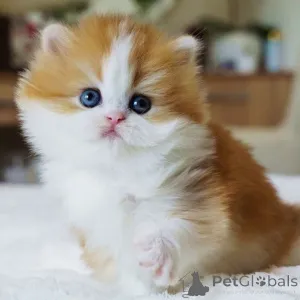 Фото №3. Познакомьтесь с Джаспером, маленьким британским джентльменом с глазами, полными. Швейцария