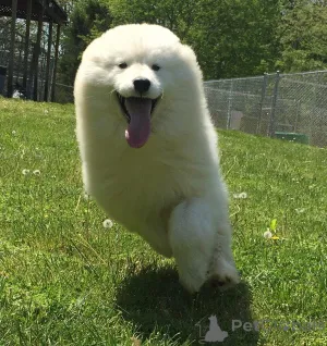 Фото №3. Самоджед мужчина.  Германия