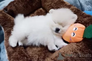 Дополнительные фото: Beautiful Pomeranian Puppies Girls