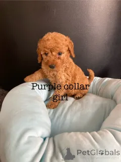 Дополнительные фото: Потрясающие щенки какапу F1B