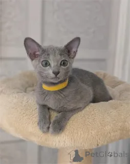 Фото №1. русская голубая - купить в Баденхайм за 32468₽. Объявление №152921