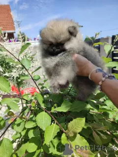 Дополнительные фото: Померанский шпиц