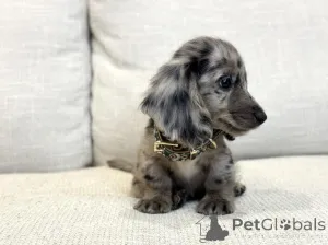 Фото №4. Продажа таксу в Берлине частное объявление - цена 58414₽