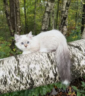Фото №2 к объявлению №155479 о продаже сибирская - купить в Швейцарии заводчик