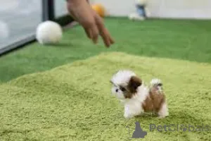 Дополнительные фото: Teacup Shih tzu щенки