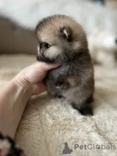 Фото №2 к объявлению №165635 о продаже померанского шпица - купить в Германии частное объявление, заводчик