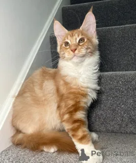 Дополнительные фото: Одна девушка, один мальчик готов уйти