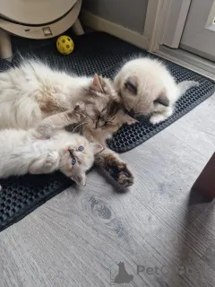 Фото №3. Ragdoll Kittens 3 мужчины на продажу. Румыния