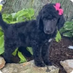 Фото №1. пудель (королевский) - купить в Пенсильванская печь за 68996₽. Объявление №147537