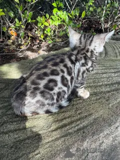 Фото №2 к объявлению №152666 о продаже бенгальская - купить в Швейцарии 