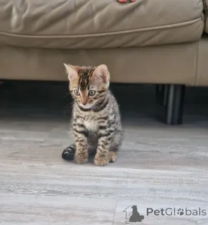 Фото №1. бенгальская - купить в Дудельдорф за 32468₽. Объявление №173910