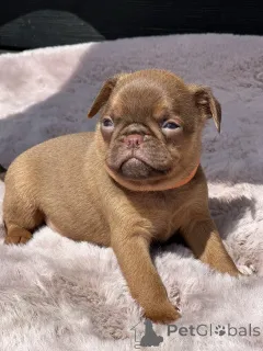 Дополнительные фото: Шоколадный Пти брабансон (гладкий грифон)