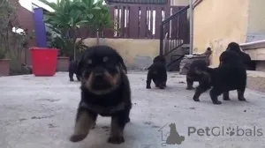 Фото №1. ротвейлер - купить в Антверпен за Бесплатно. Объявление №154179