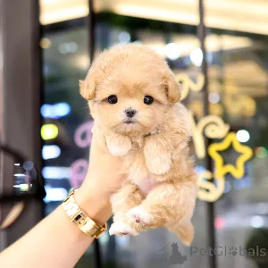 Дополнительные фото: Прекрасный щенок Maltipu