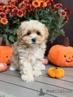 Фото №2 к объявлению №157763 о продаже мальтипу - купить в Люксембурге частное объявление