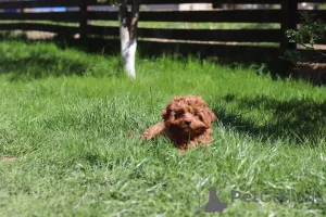 Фото №4. Продажа кавапу в Минске частное объявление, из питомника, заводчик - цена 129874₽