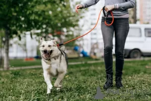 Дополнительные фото: Ищет дом плюшевый медвежонок Бэйли!