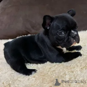 Фото №3. Очаровательные 8-недельные французские бульдоги щенки готовы к своим домам.  Великобритания