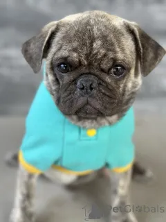 Дополнительные фото: Экзотический мопс