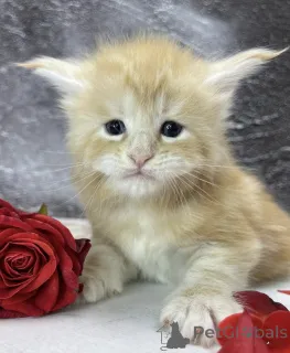 Фото №1. мейн-кун - купить в Баден-Бадене за 51022₽. Объявление №163324