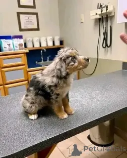 Фото №2 к объявлению №161357 о продаже австралийскую овчарку - купить в Швейцарии частное объявление