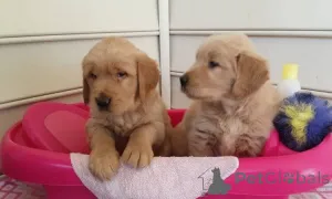 Фото №1. золотистый ретривер - купить в Яссы за договорная. Объявление №160034