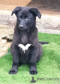 Дополнительные фото: Чудесные домашние щенки мальчик и девочки в добрые руки