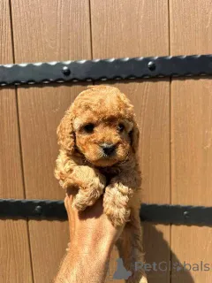 Фото №3. Той-пудель первоклассной родословной..  Сербия