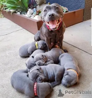 Фото №1. стаффордширский бультерьер - купить в Вильнюсе за договорная. Объявление №159983