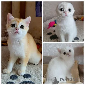 Фото №1. шиншилла кошка - купить в Калуге за 50000₽. Объявление №141411