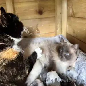 Фото №2 к объявлению №167251 о продаже рэгдолл - купить в Германии частное объявление