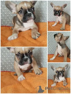 Фото №1. французский бульдог - купить в Бресте за 14495₽. Объявление №151884