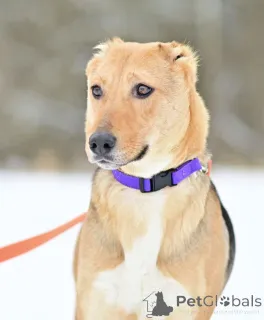 Фото №4. Продажа беспородную в Москве реке частное объявление - цена Бесплатно